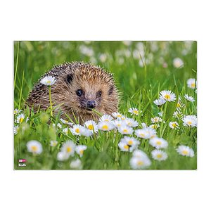 VELOFLEX Schreibtischunterlage Igel Kunststoff 50,0 x 35,0 cm, 1 St.