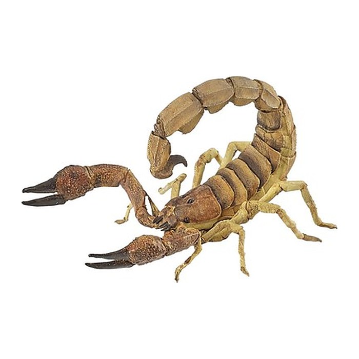 papo Wildtiere der Welt 50209 Skorpion Spielfigur