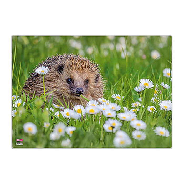 VELOFLEX Schreibtischunterlage Igel Kunststoff 50,0 x 35,0 cm, 1 St.