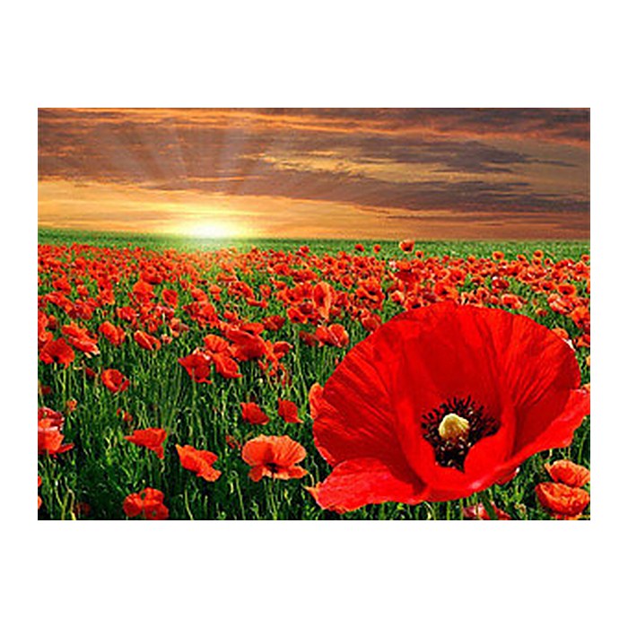 PRACHT® Creatives Diamond Painting Mohnblumen mehrfarbig